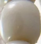 Cowrie Shell Charm Glass Bead Bracelet